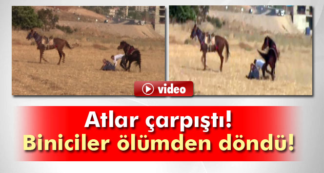 Atlar çarpıştı: Biniciler ölümden döndü!