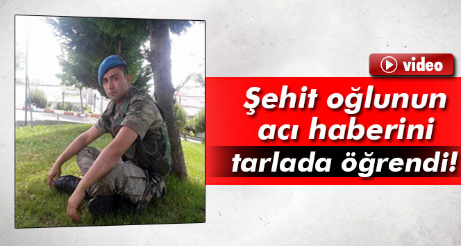 Oğlunun şehit haberini tarlada öğrendi...