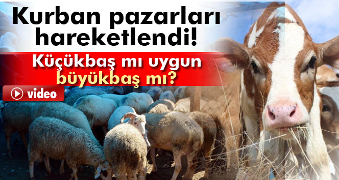 Küçükbaş hayvan büyükbaşa göre daha uygun