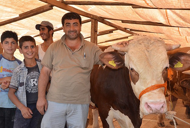 1,5 tonluk "şampiyon" 18 bin liraya satıldı