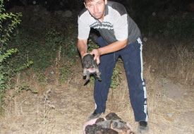 Köpek yavruları yangından kurtarıldı