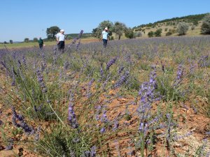 Kıraç topraklar lavanta kokmaya başladı