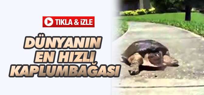 Dünyanın En Hızlı Kaplumbağası