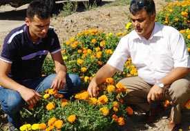Ereğli, kesme çiçekçiliğe başladı