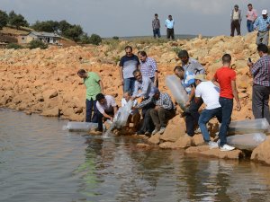 Göletlere 150 bin yavru balık bırakıldı