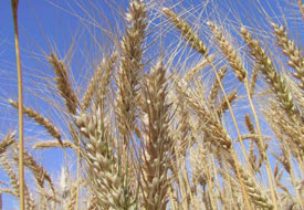 TİGEM'de hasat yüzleri güldürdü