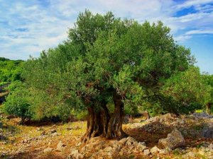 Ekonomiye 1,5 milyon "yabani zeytin" kazandırılacak