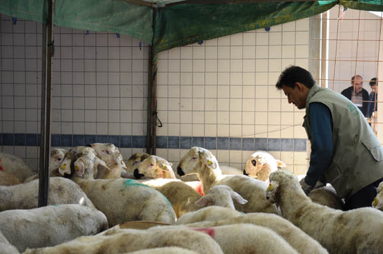Ribat canlı kurban dağıtıyor