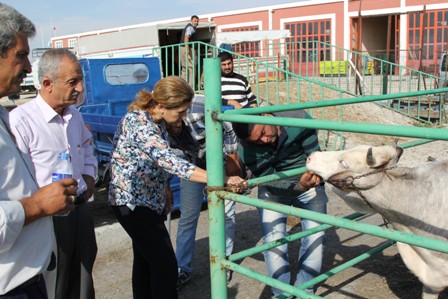 Cihanbeyli bayrama hazır