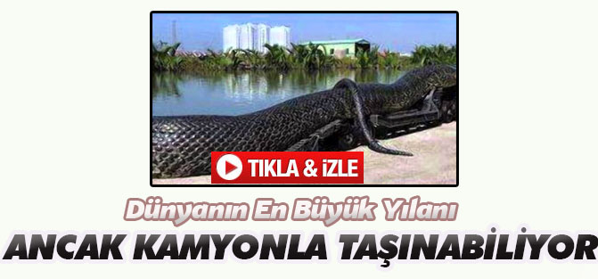 Dünyanın En Büyük Yılanı Ancak Kamyonda Taşınabiliyor