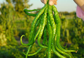 'Konya Kıl Biberi' turistik otellere