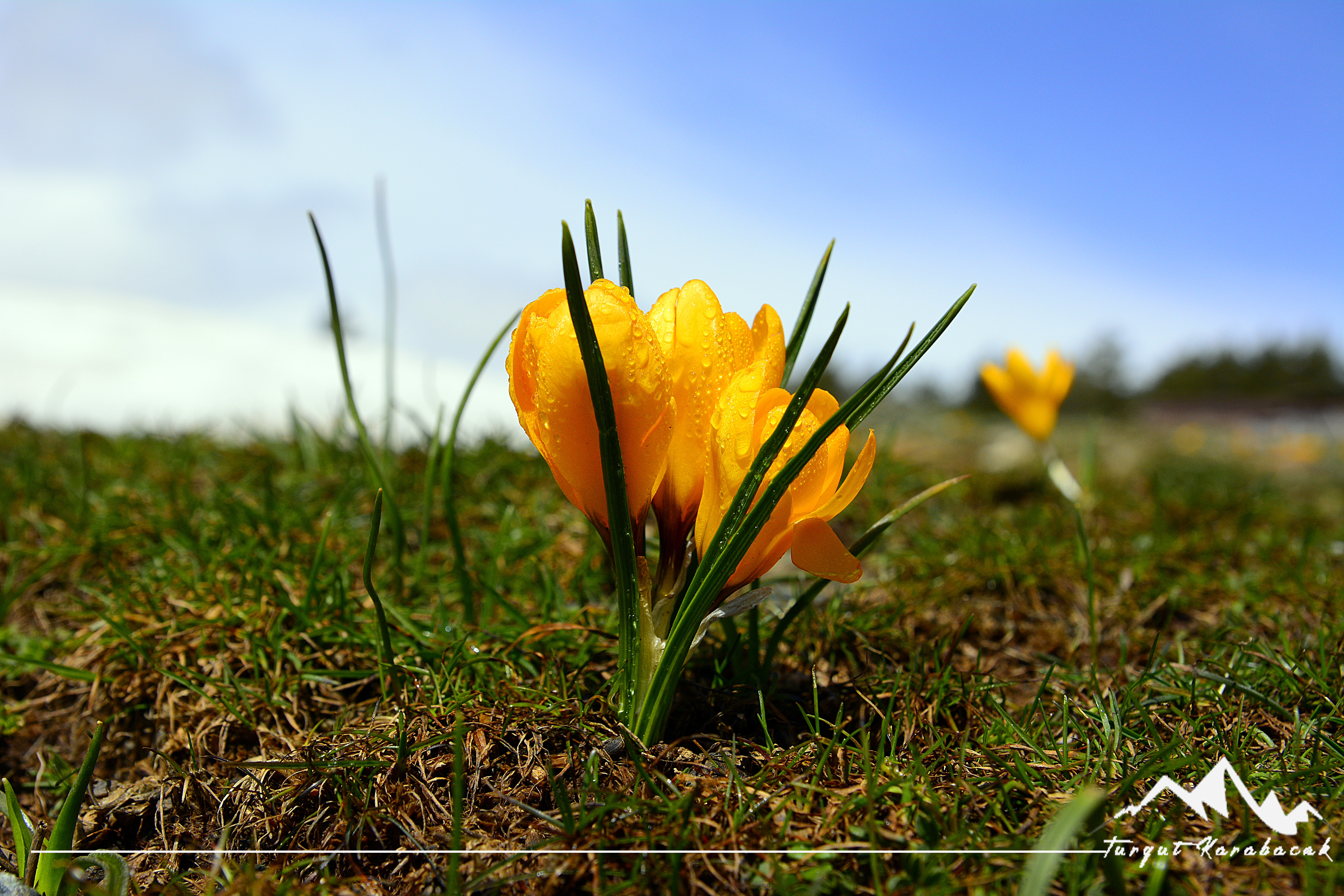 Torosların bağrındaki çiğdem diyarı, KARAKIŞLA