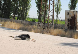 Leylekler elektrik akımına kapıldı