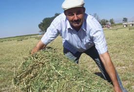 Karapınar'ın yoncası ilgi görüyor