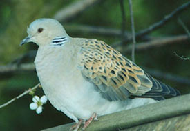 Bıldırcın ve üveyik avı başlıyor