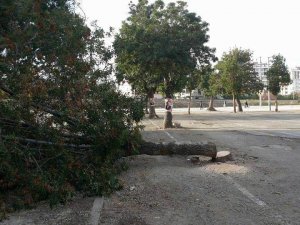 Asırlık ağacı kestiler