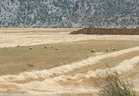 Ekinlerin kalkması onlara yaradı