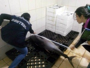 Limit altı balık satışına ceza