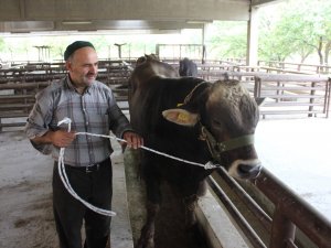 Konya’dan Erzincan’a damızlık boğa