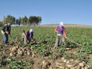 Çiftçinin düşük polar sıkıntısı