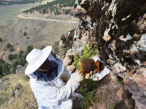 Balını "taş"tan çıkarıyor