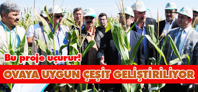 Ova’ya Uygun Mısır Çeşidi Geliştiriliyor