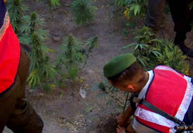 Ereğli’de 47 kök Hint keneviri ele geçirildi