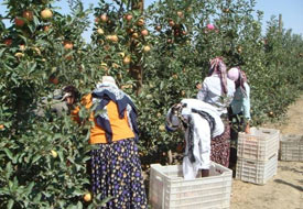 1 milyon 200 bin ağaçlı elma bahçesi