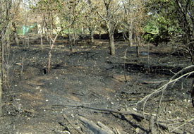 Meyve bahçesinde yangın