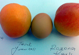 Yumurtadan büyük kayısılar Avrupa'ya