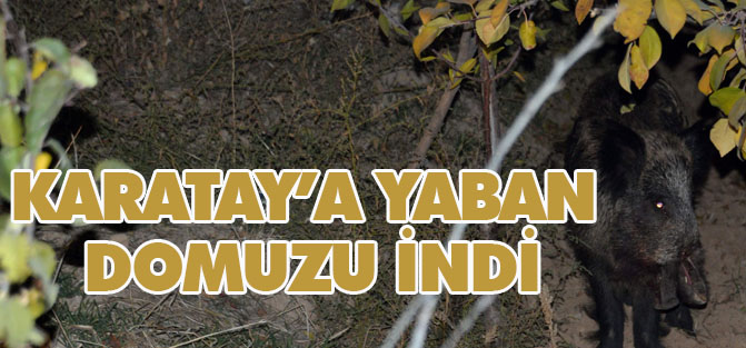 Karatay’a yaban domuzu indi