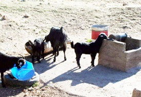 Çobanlar suyu bol mekan arıyor