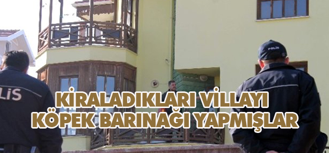 Kiraladıkları Villayı Köpek Barınağı Yapmışlar