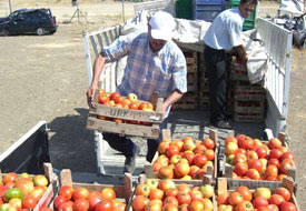 Aşırı sıcaklar yerli ürünleri vurdu