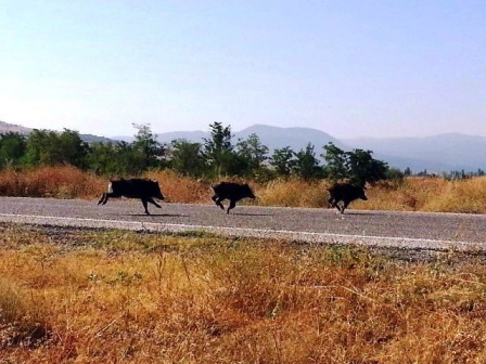 Çiftçilerin başı domuzlarla dertte