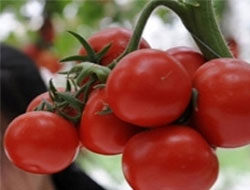 Rusya'da domates 54 lira oldu