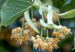 Saç bakımında bitkisel yöntemler