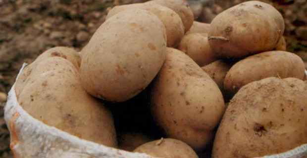 Patates ve soğan fiyatlarında keskin düşüş