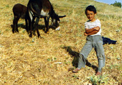 Üç çiftçiden biri çocuk