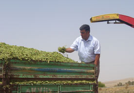 Ereğli'de Tarla Günü yapıldı