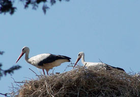 Leylekler Ortaköy'ü mesken tuttu