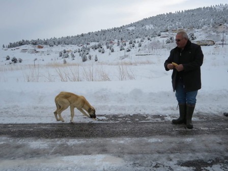 Mahsur kalan köpeklere yiyecek götürüldü