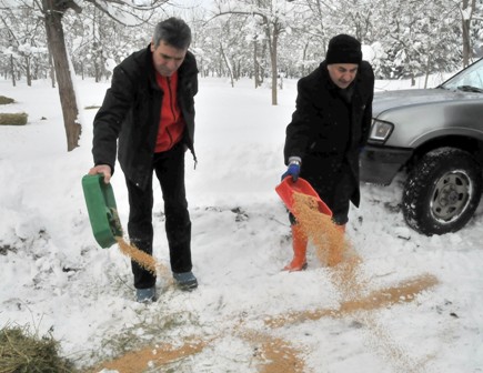 Yabani hayvanlara yiyecek bırakıldı