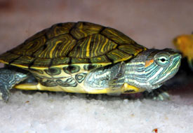 Su kaplumbağalarına ilgi