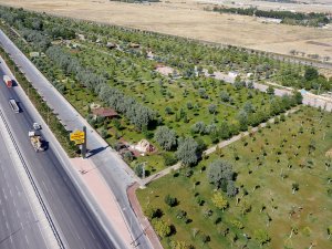 1 yılda 7 milyon fidan toprakla buluştu