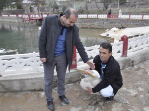 Pelikan Kuğulu Park'a bırakıldı