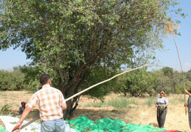 Gözlü'ye 30 bin badem