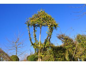Çalılara şekil verip yurt dışına satacaklar