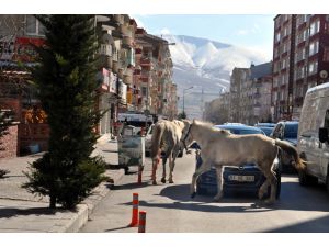 Başıboş atlar yaya ve sürücülere zor anlar yaşattı