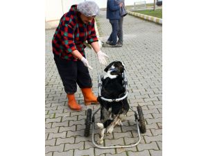 Felçli sokak köpeği protezle yürüdü